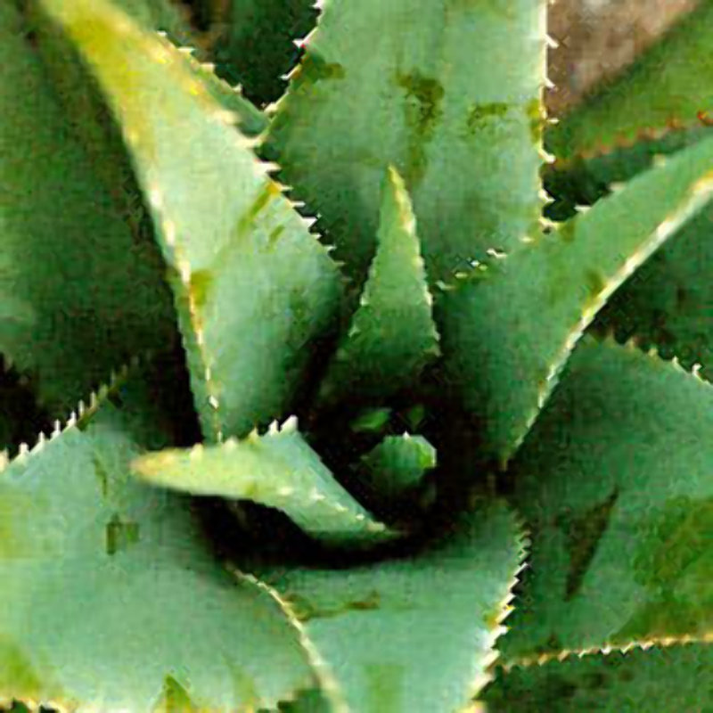 Huile Naturelle d'Aloé Vera